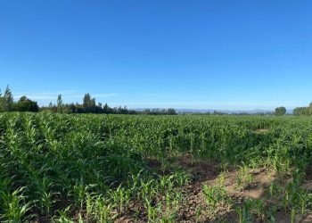 mision_verde_gal_0002