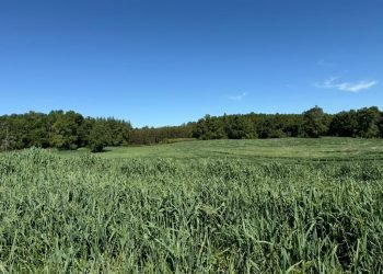 mision_verde_gal_0003