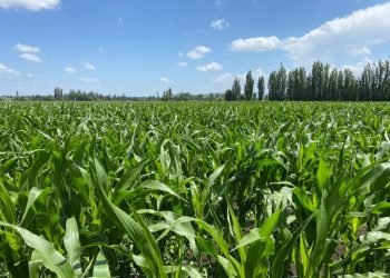 mision_verde_gal_0006