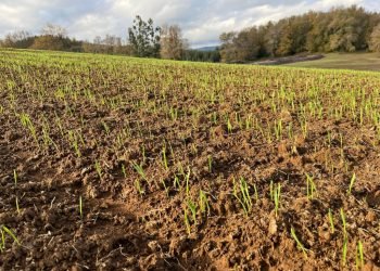 mision_verde_gal_0010