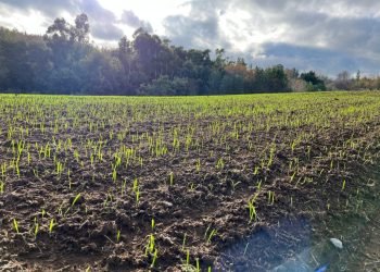 mision_verde_gal_0015